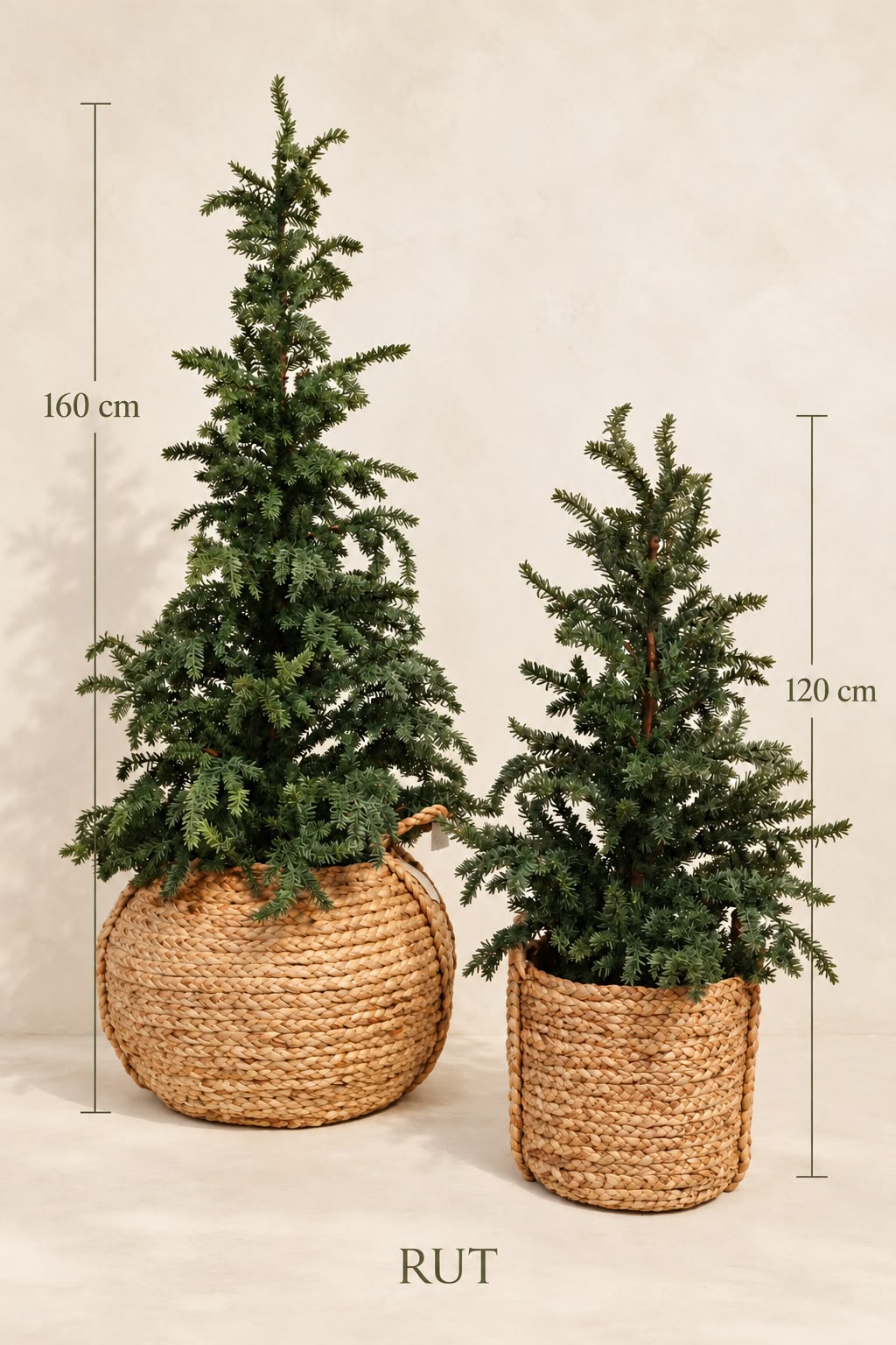 Árbol Abeto Nordmann No.26 — Árboles de Navidad