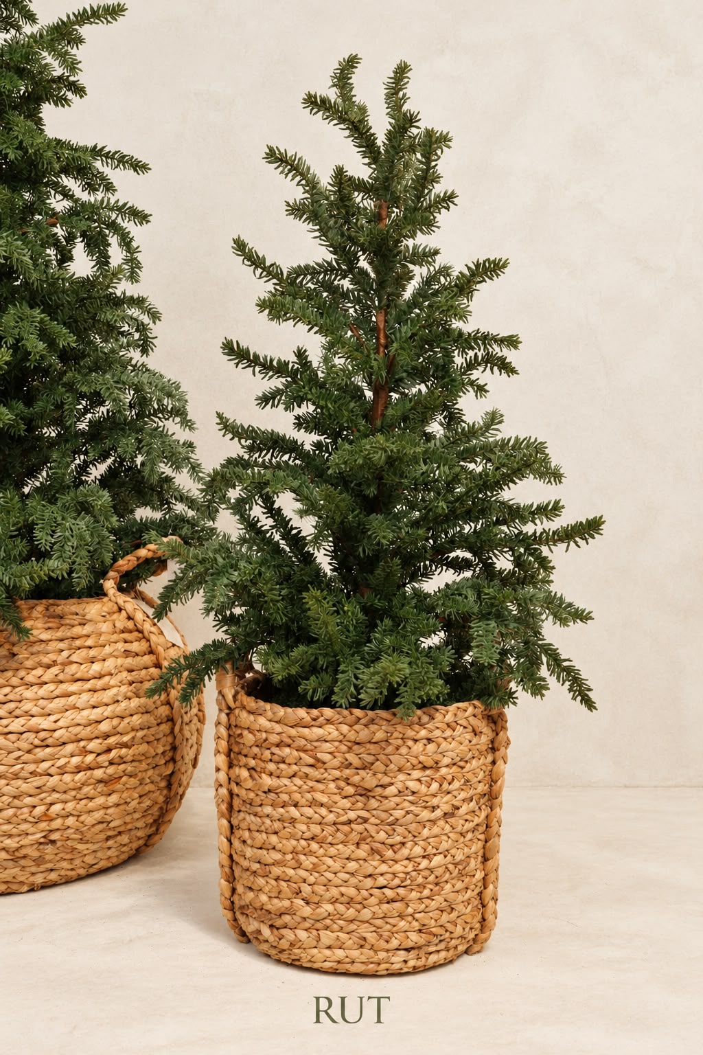Árbol Abeto Nordmann No.26 ambientado en un espacio