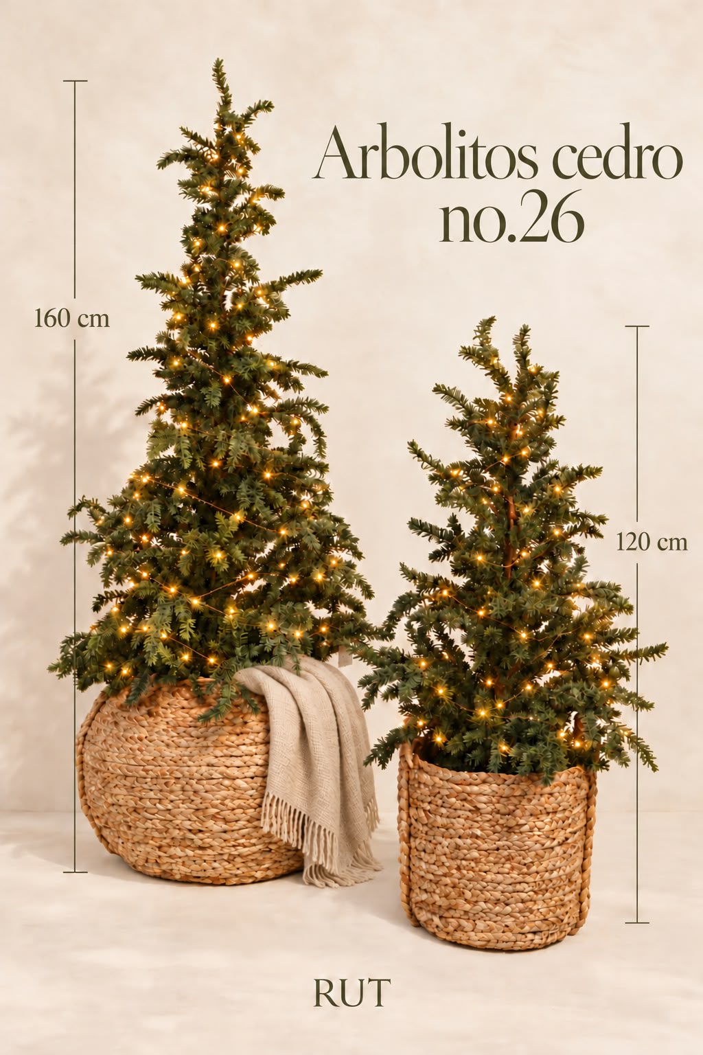 Detalle de Árbol Abeto Nordmann No.26